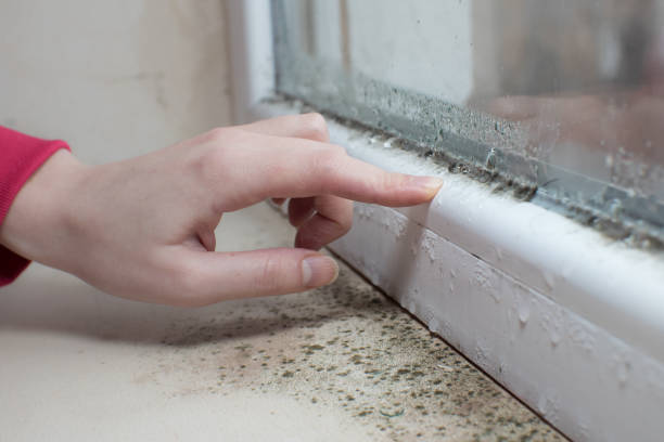 Environmental Consulting for Mold Prevention in Luling, TX